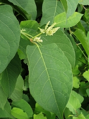 Reynoutria japonica