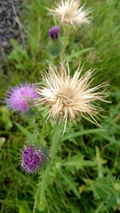 Cirsium vulgare