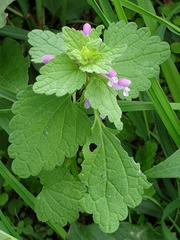 Lamium purpureum