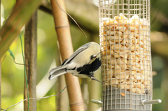 Parus major