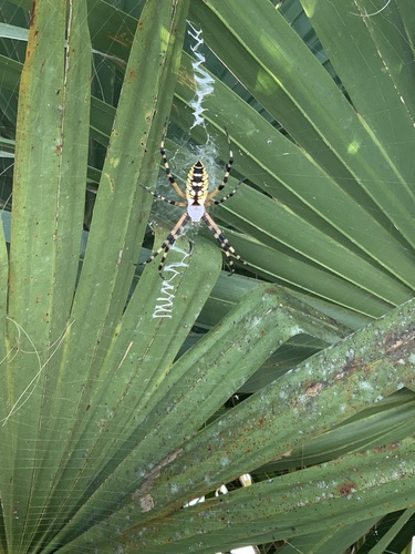 Argiope aurantia image