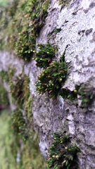 Orthotrichum stramineum