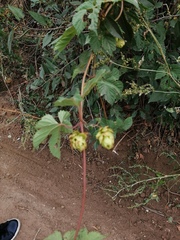 Humulus lupulus