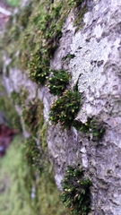 Orthotrichum stramineum