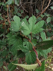 Humulus lupulus