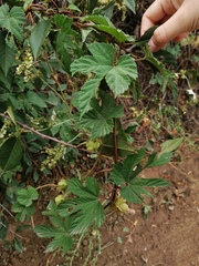 Humulus lupulus