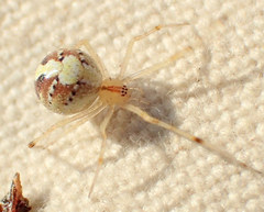 Theridion neomexicanum