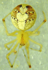 Theridion neomexicanum