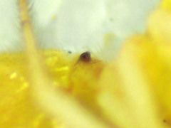 Theridion neomexicanum