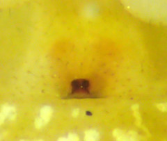 Theridion neomexicanum