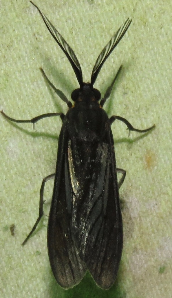 Ecdemus