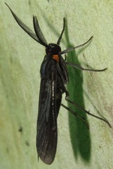Ecdemus obscuratus