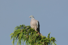Columba palumbus
