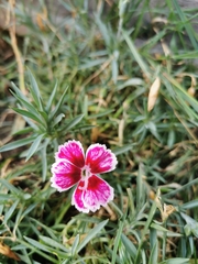 Dianthus chinensis
