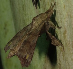 Olceclostera magniplaga
