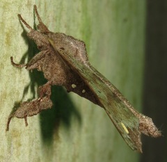 Olceclostera magniplaga