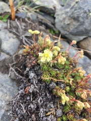 Saxifraga bronchialis funstonii