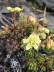 Saxifraga bronchialis funstonii