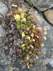 Saxifraga bronchialis funstonii