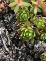 Saxifraga bronchialis funstonii