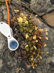 Saxifraga bronchialis funstonii