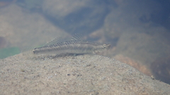 Stiphodon multisquamus