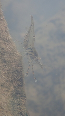 Macrobrachium formosense