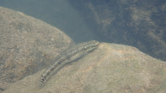 Stiphodon atropurpureus