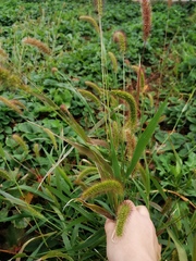 Setaria viridis