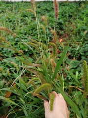 Setaria viridis