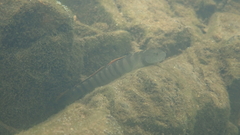 Stiphodon multisquamus