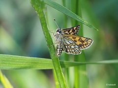 Carterocephalus palaemon