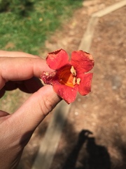 Campsis