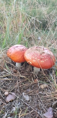 Amanita muscaria