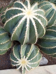Parodia