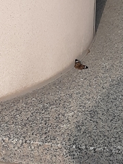 Junonia coenia coenia
