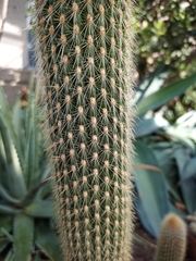 Weberbauerocereus