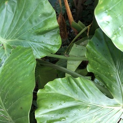 Traulia ornata okinawaensis