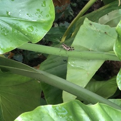 Traulia ornata okinawaensis