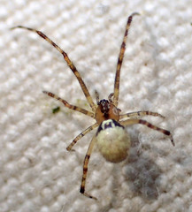 Theridion lawrencei