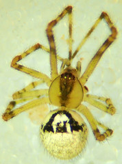Theridion lawrencei
