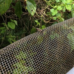 Traulia ornata okinawaensis