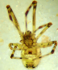 Theridion lawrencei