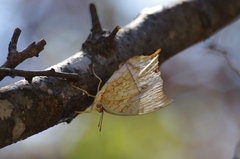 Charaxes varanes vologeses