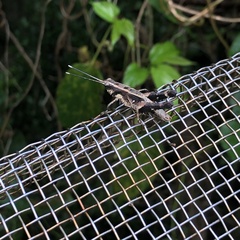 Traulia ornata okinawaensis