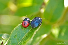 Canthophorus melanopterus