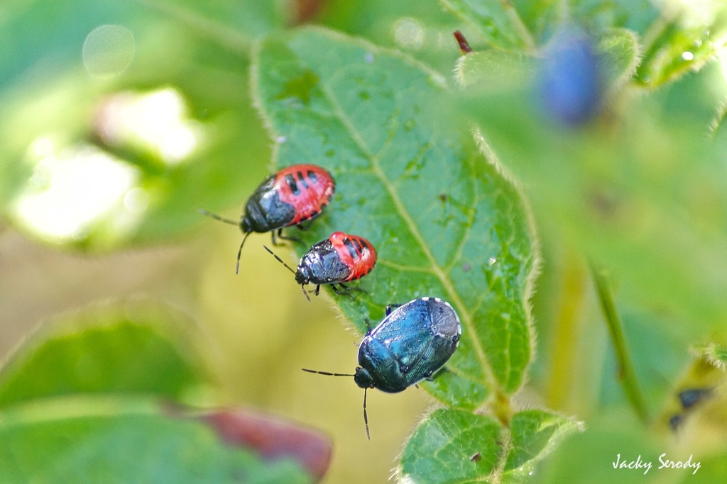 Canthophorus