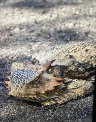 Phrynosoma cerroense