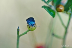 Canthophorus melanopterus