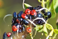 Canthophorus melanopterus